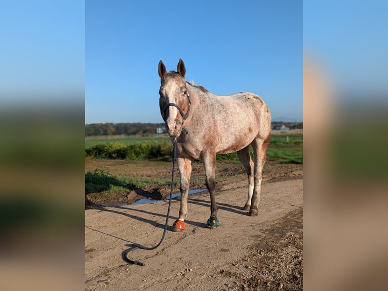 Appaloosa Stute 20 Jahre 160 cm in Hofheim am Taunus