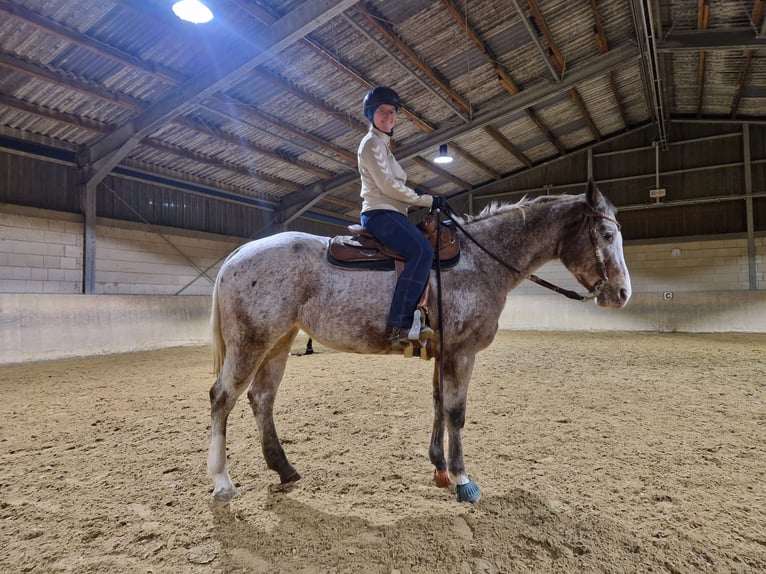 Appaloosa Stute 20 Jahre 160 cm in Hofheim am Taunus
