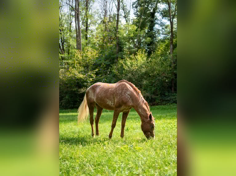 Appaloosa Stute 21 Jahre 150 cm Tigerschecke in Missaglia