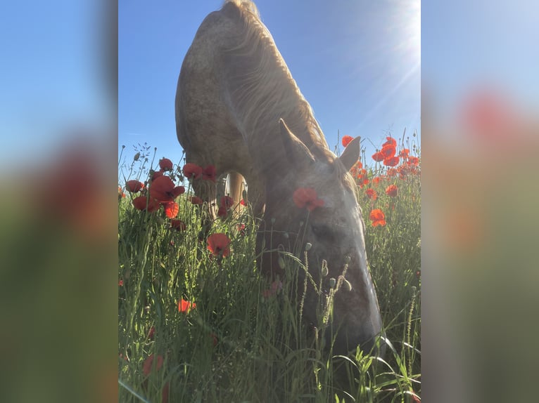 Appaloosa Stute 21 Jahre 170 cm Rotschimmel in Schwäbisch Hall