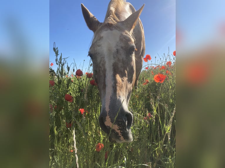 Appaloosa Stute 21 Jahre 170 cm Rotschimmel in Schwäbisch Hall