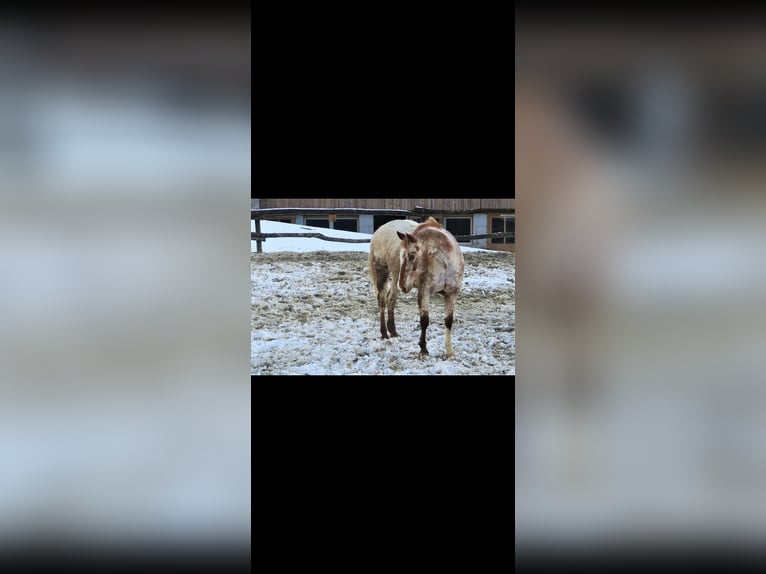 Appaloosa Stute 22 Jahre 150 cm in Innerschwand