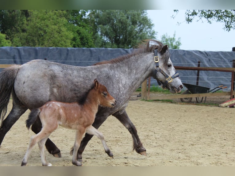 Appaloosa Stute 25 Jahre 99 cm Tigerschecke in Vremde