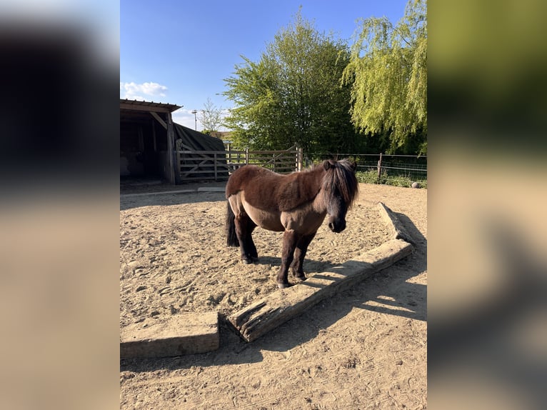 Appaloosa Stute 25 Jahre 99 cm Tigerschecke in Vremde