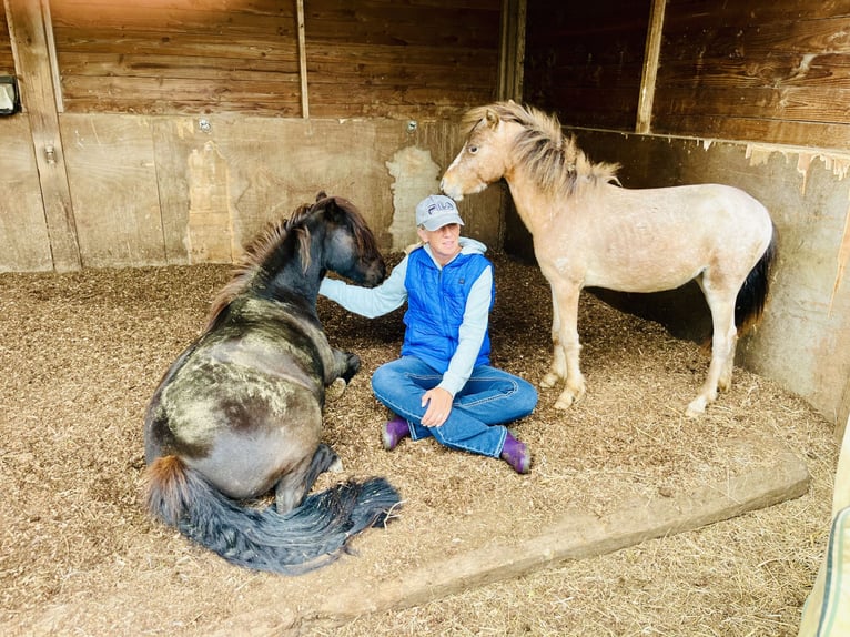 Appaloosa Stute 25 Jahre 99 cm Tigerschecke in Vremde