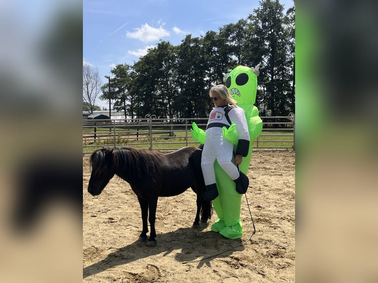 Appaloosa Stute 25 Jahre 99 cm Tigerschecke in Vremde