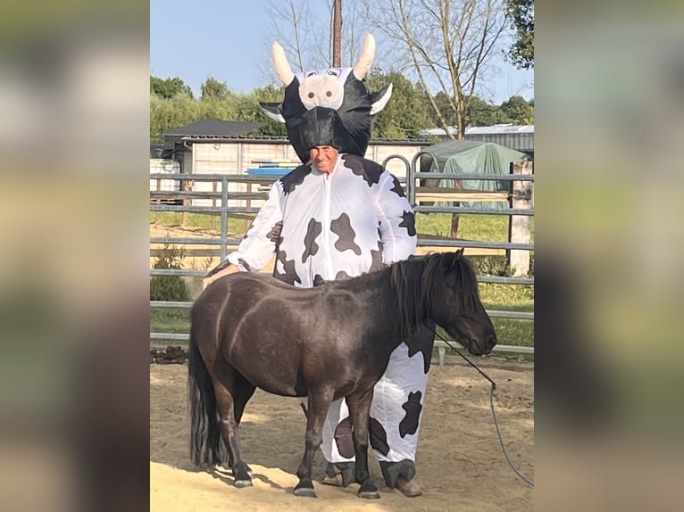 Appaloosa Stute 25 Jahre 99 cm Tigerschecke in Vremde