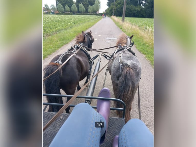 Appaloosa Stute 25 Jahre 99 cm Tigerschecke in Vremde