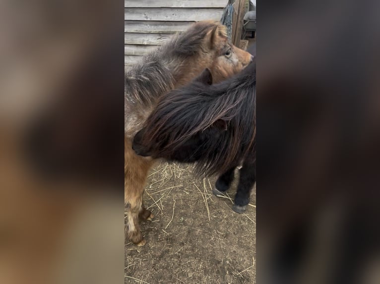 Appaloosa Stute 25 Jahre 99 cm Tigerschecke in Vremde