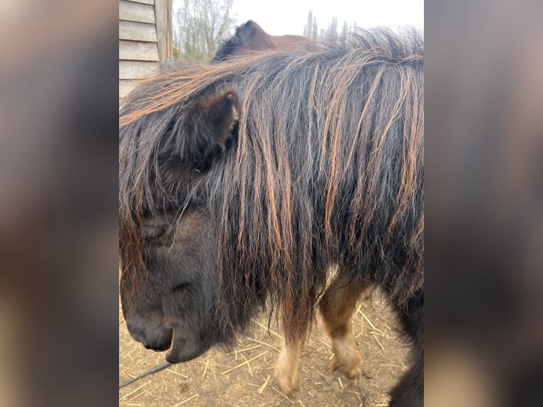 Appaloosa Stute 25 Jahre 99 cm Tigerschecke in Vremde