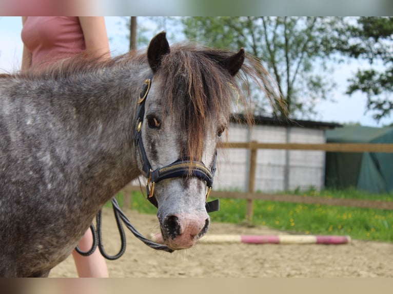 Appaloosa Stute 25 Jahre 99 cm Tigerschecke in Vremde