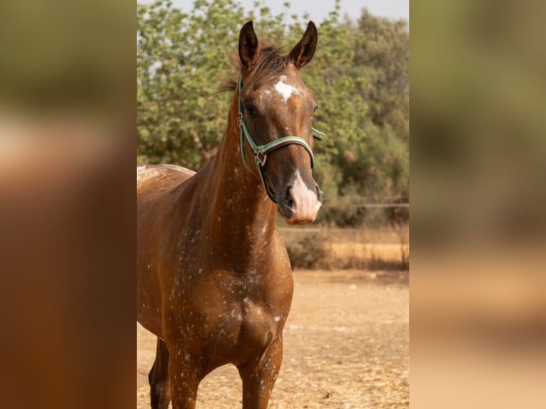 Appaloosa Stute 2 Jahre 146 cm Brauner in Algaida