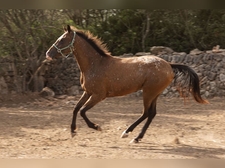 Appaloosa Stute 2 Jahre 146 cm Brauner in Algaida