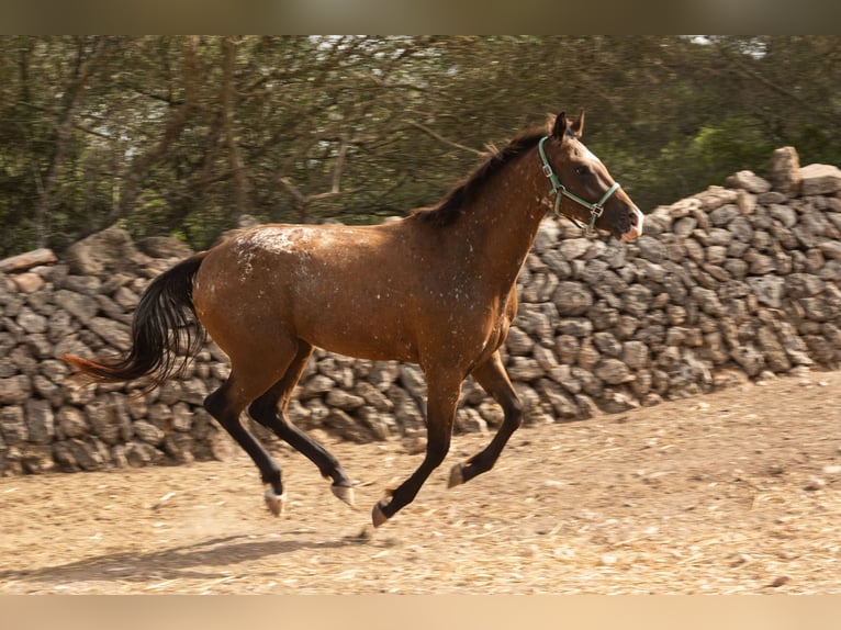 Appaloosa Stute 2 Jahre 146 cm Brauner in Algaida