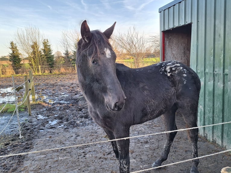 Appaloosa Stute 2 Jahre 150 cm Brauner in 's-Hertogenbosch