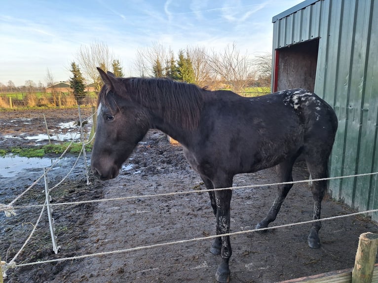 Appaloosa Stute 2 Jahre 150 cm Brauner in 's-Hertogenbosch