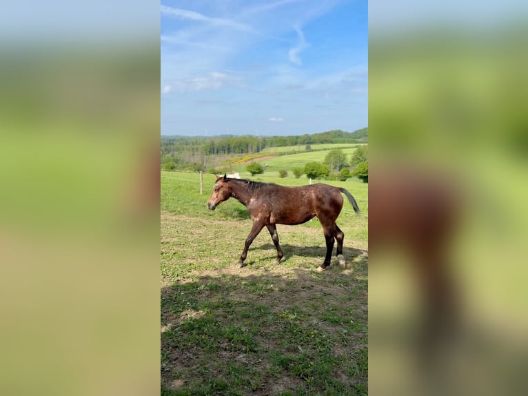 Appaloosa Mix Stute 2 Jahre 150 cm Roan-Bay in Halver Appaloosa Mix Stute 2 Jahre 150 cm Roan-Bay in Halver