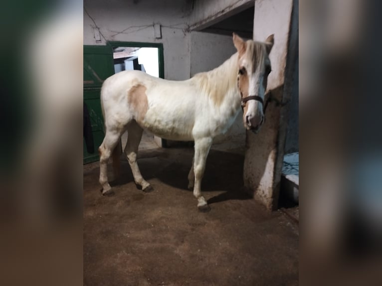 Appaloosa Stute 2 Jahre 152 cm Palomino in Corredoria (Oviedo)