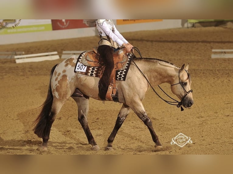 Appaloosa Stute 2 Jahre 155 cm Brauner in Bad Berleburg