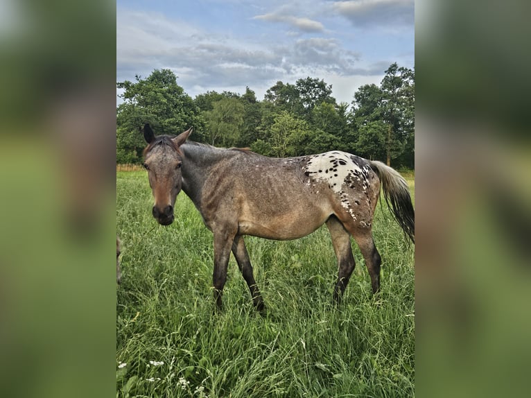 Appaloosa Stute 2 Jahre 155 cm Dunkelbrauner in Nordhorn