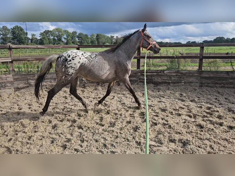 Appaloosa Stute 2 Jahre 155 cm Tigerschecke in Denekamp