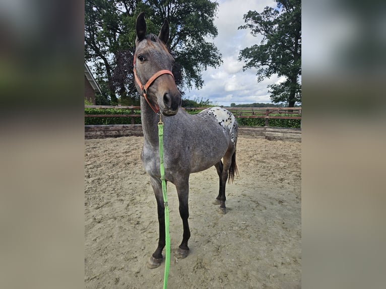 Appaloosa Stute 2 Jahre 155 cm Tigerschecke in Denekamp