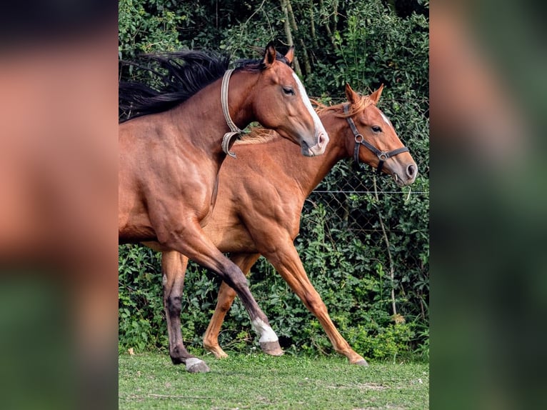 Appaloosa Stute 2 Jahre 160 cm Brauner in Jerichow