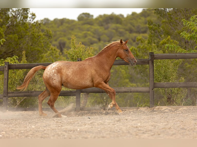 Appaloosa Mix Stute 2 Jahre 160 cm Tigerschecke in Alcoi/Alcoy