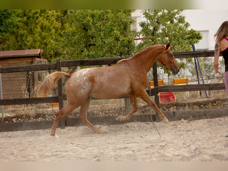 Appaloosa Mix Stute 2 Jahre 160 cm Tigerschecke in Alcoi/Alcoy