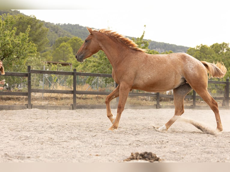 Appaloosa Mix Stute 2 Jahre 160 cm Tigerschecke in Alcoi/Alcoy