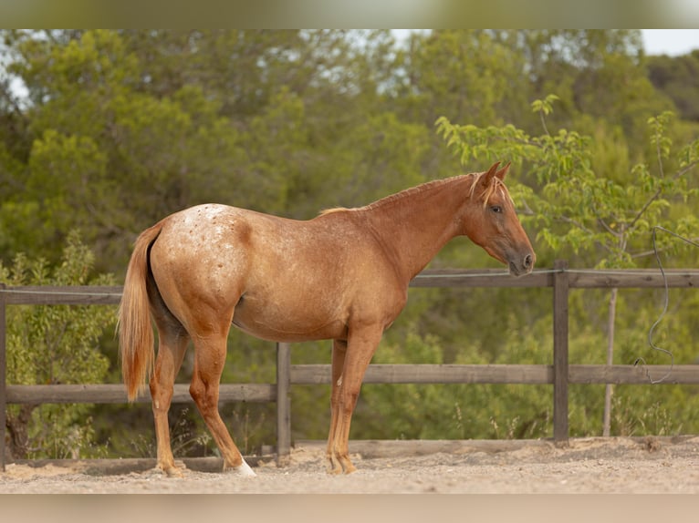 Appaloosa Mix Stute 2 Jahre 160 cm Tigerschecke in Alcoi/Alcoy