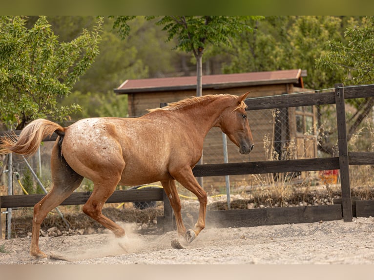 Appaloosa Mix Stute 2 Jahre 160 cm Tigerschecke in Alcoi/Alcoy