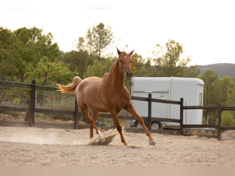 Appaloosa Mix Stute 2 Jahre 160 cm Tigerschecke in Alcoi/Alcoy