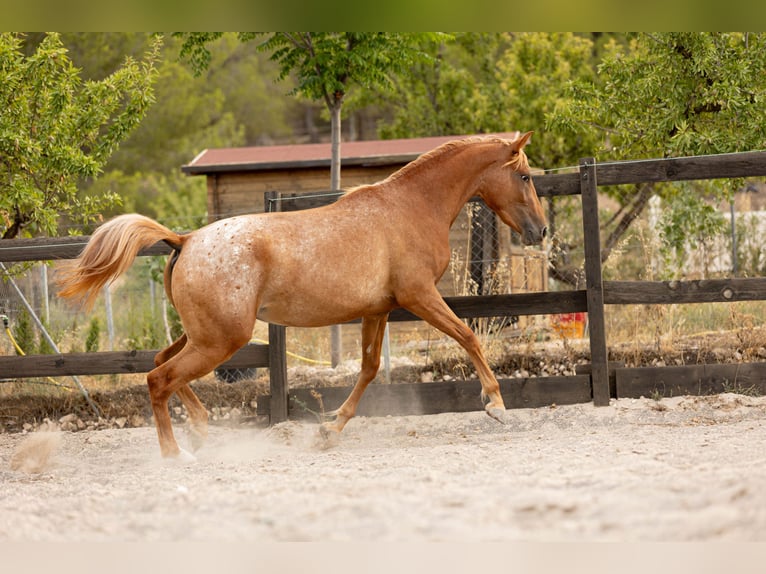 Appaloosa Mix Stute 2 Jahre 160 cm Tigerschecke in Alcoi/Alcoy