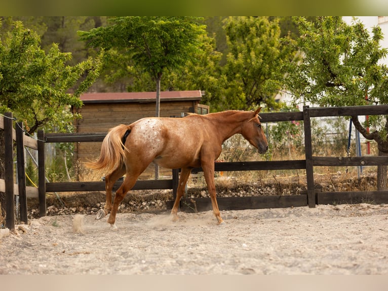 Appaloosa Mix Stute 2 Jahre 160 cm Tigerschecke in Alcoi/Alcoy