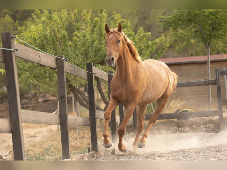 Appaloosa Mix Stute 2 Jahre 160 cm Tigerschecke in Alcoi/Alcoy