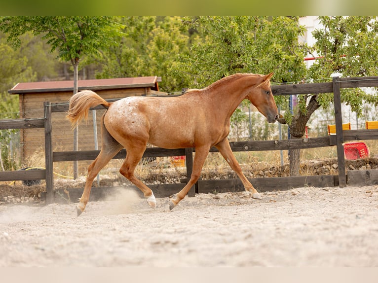 Appaloosa Mix Stute 2 Jahre 160 cm Tigerschecke in Alcoi/Alcoy