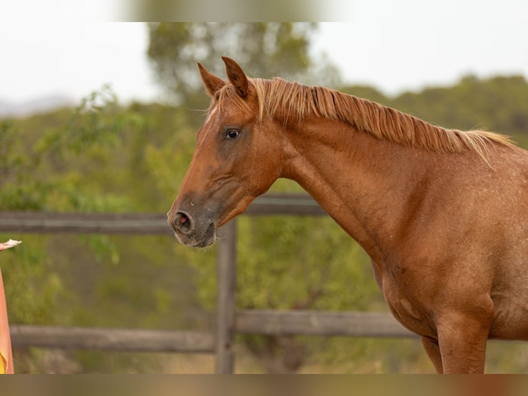 Appaloosa Mix Stute 2 Jahre 160 cm Tigerschecke in Alcoi/Alcoy Appaloosa Mix Stute 2 Jahre 160 cm Tigerschecke in Alcoi/Alcoy