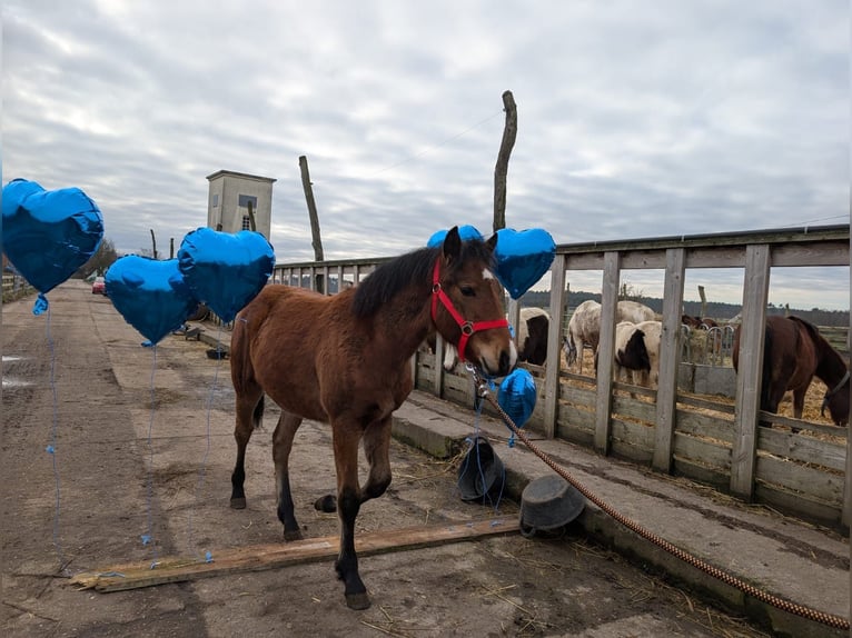 Appaloosa Mix Stute 2 Jahre Brauner in Stendal
