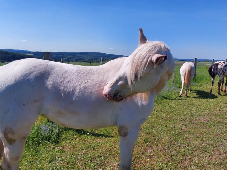 Appaloosa Stute 2 Jahre Brauner in La Roche-en-Ardenne