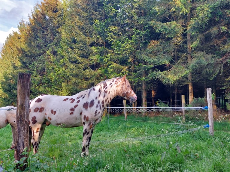 Appaloosa Stute 2 Jahre Brauner in La Roche-en-Ardenne