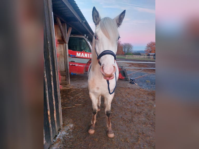 Appaloosa Stute 2 Jahre Brauner in La Roche-en-Ardenne