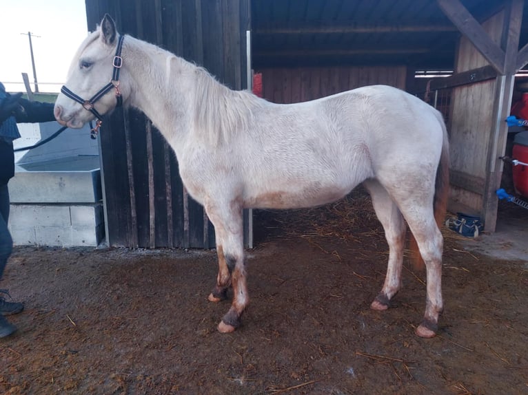 Appaloosa Stute 2 Jahre Brauner in La Roche-en-Ardenne