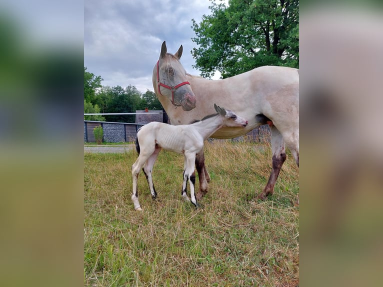 Appaloosa Stute 2 Jahre Brauner in La Roche-en-Ardenne