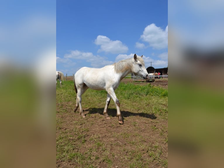Appaloosa Stute 2 Jahre Brauner in La Roche-en-Ardenne