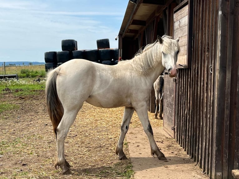 Appaloosa Stute 2 Jahre Brauner in La Roche-en-Ardenne