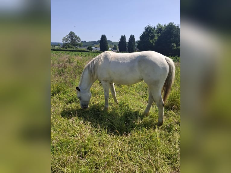 Appaloosa Stute 2 Jahre Brauner in La Roche-en-Ardenne