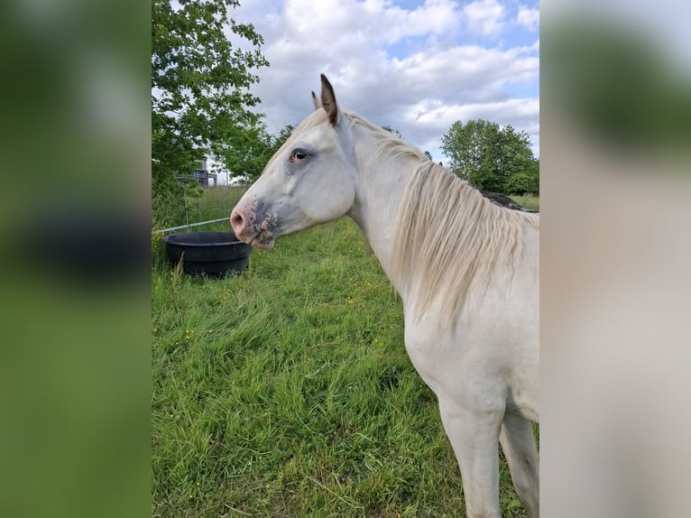 Appaloosa Stute 2 Jahre Brauner in La Roche-en-Ardenne