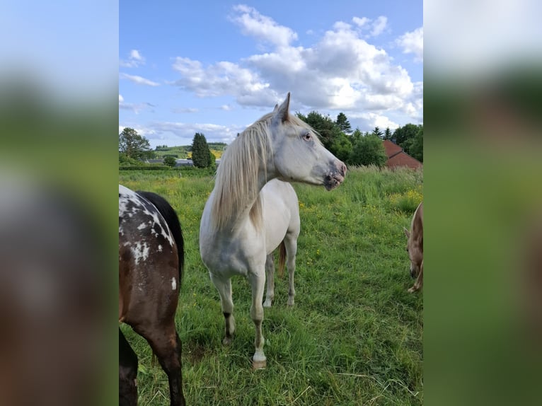 Appaloosa Stute 2 Jahre Brauner in La Roche-en-Ardenne