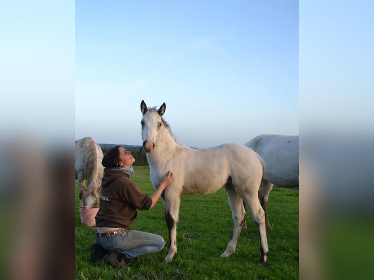 Appaloosa Stute 2 Jahre Brauner in La Roche-en-Ardenne